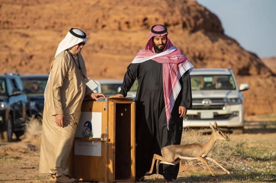 ولي العهد خلال إطلاقه محمية شرعان الطبيعية في محافظة العلا. (واس)