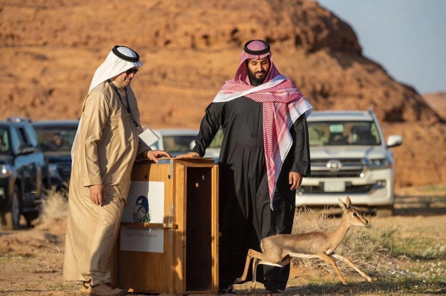 ولي العهد خلال إطلاقه محمية شرعان الطبيعية في محافظة العلا. (واس)
